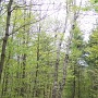 Le petit vert tendre des arbres, la route pavée,<br /> un beau camping d'état